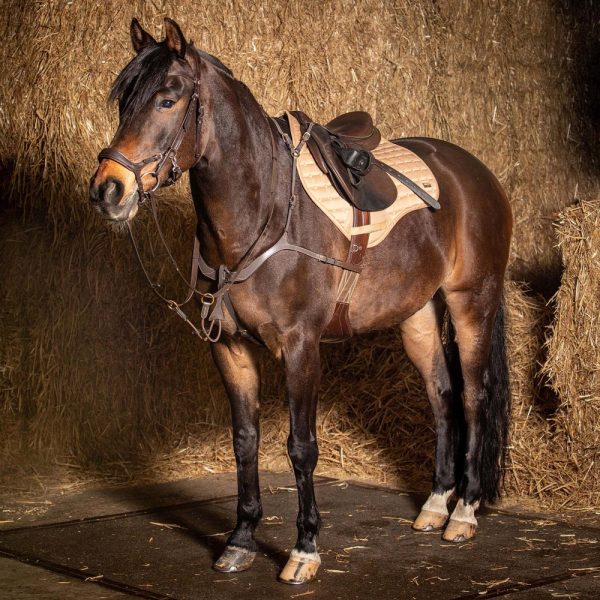 Мартингал с нагръдник Harry's Horse
