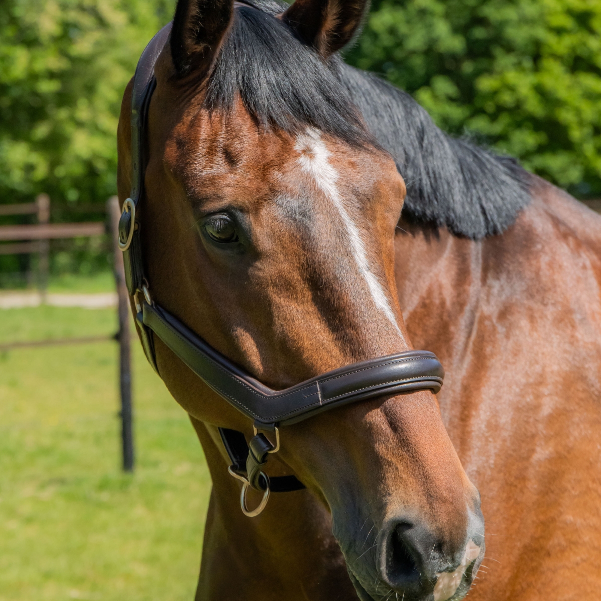Кожен анатомичен оглавник - юлар Harry's Horse - Image 2
