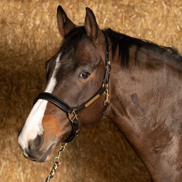 Анатомичен кожен оглавник (юлар) за коне Harry's Horse